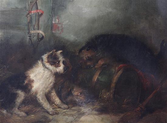 George Armfield (1808-1893) Terriers ratting in a stable 12 x 16in.